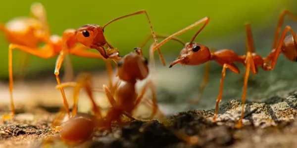 fire ants