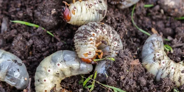 grubs in dirt
