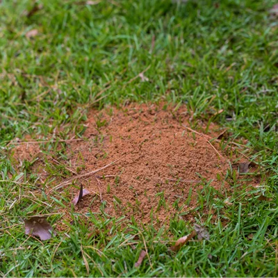 fire ant mound