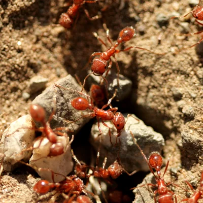 close up of fire ants