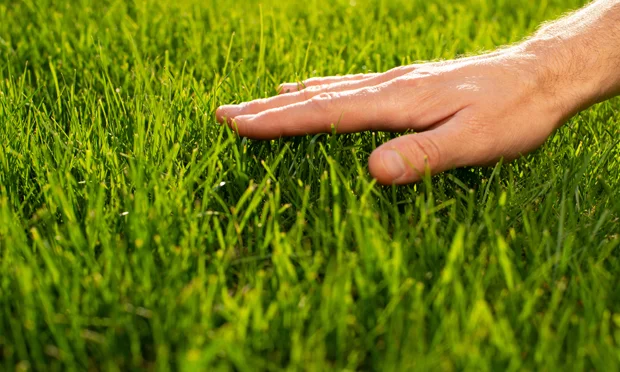 touching green healthy grass