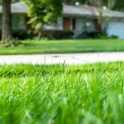 close up of healthy green grass