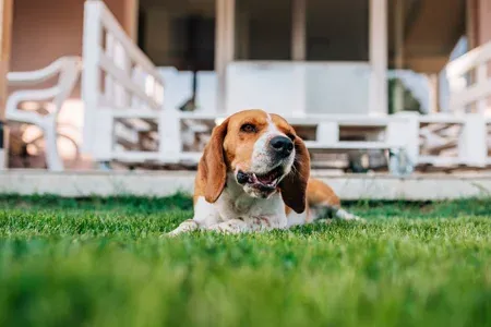 dog laying outside