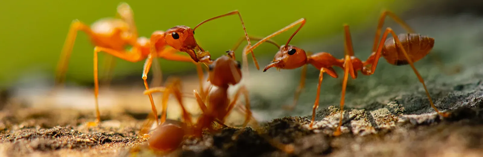 fire ants