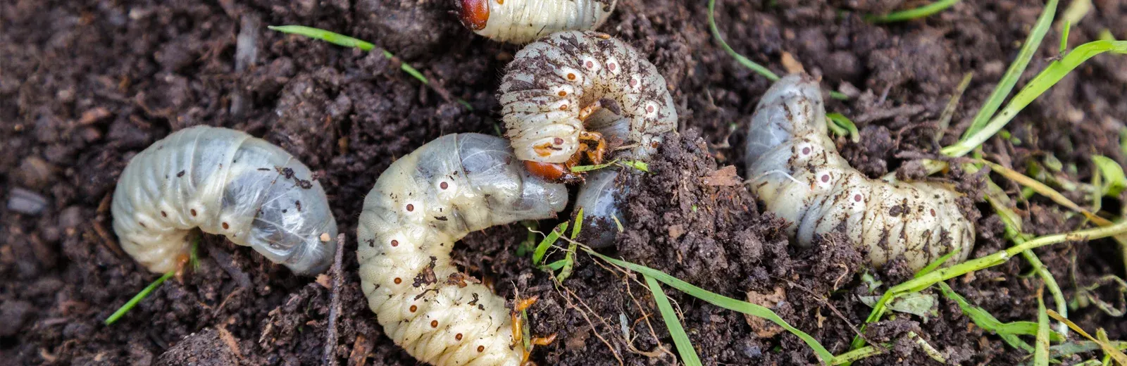 grubs in soil