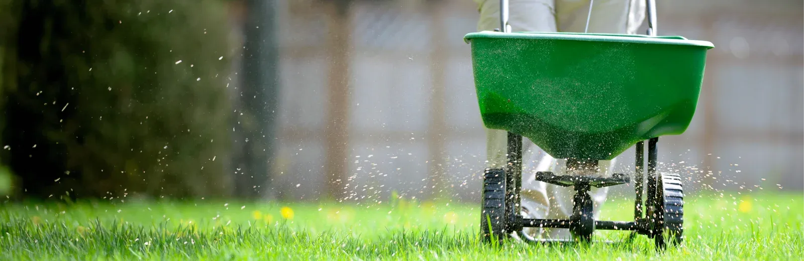 spreading lawn seed