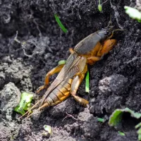 mole-cricket