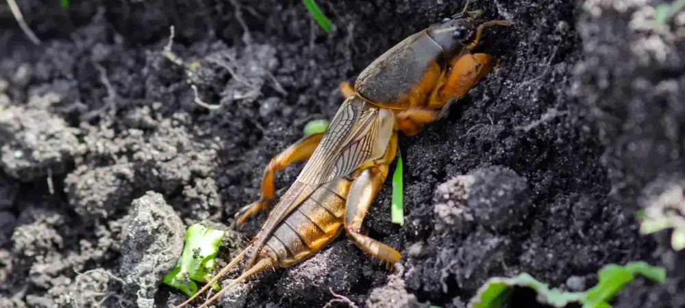 mole-cricket