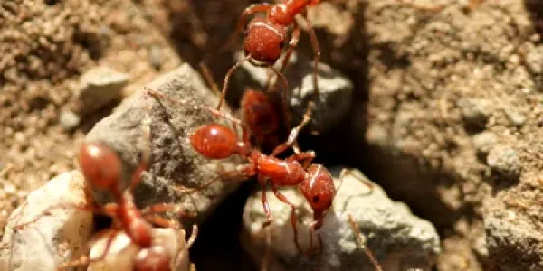 close up of fire ants