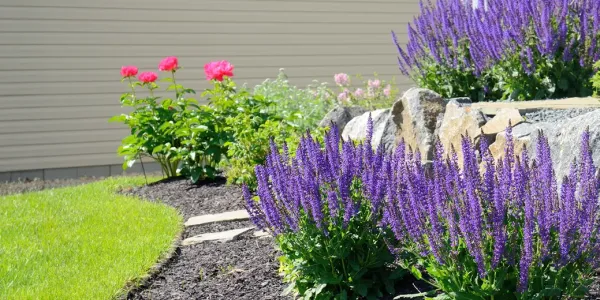 healthy vibrant plants next to house