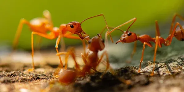 fire ants