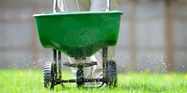 spreading lawn seed